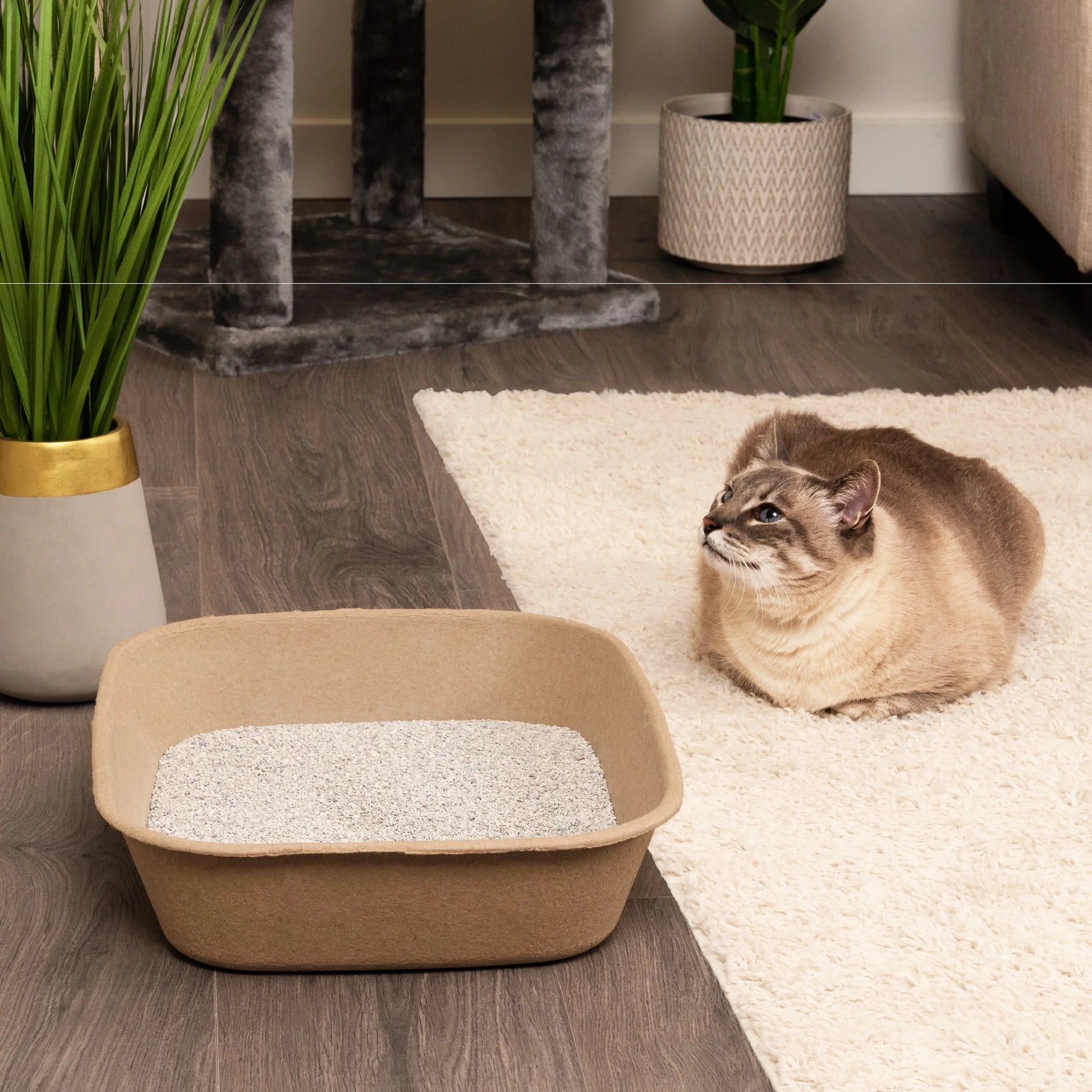 Premium Eco-Friendly Large Cat Sifter Litter Box with Scoop - Set of 6